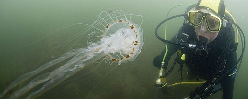 Kompaskwal met sportduiker in Oosterschelde (2008)