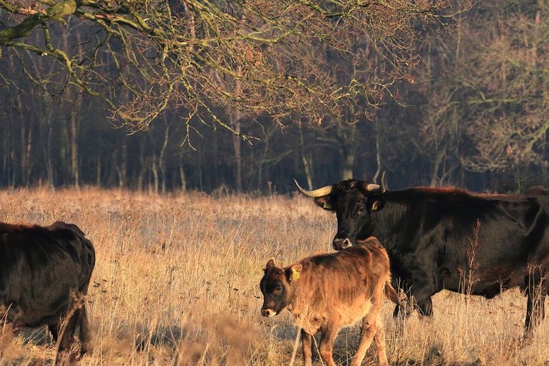 Dit drie maanden oude tauroskalf op de Maashorst begint al te verkleuren