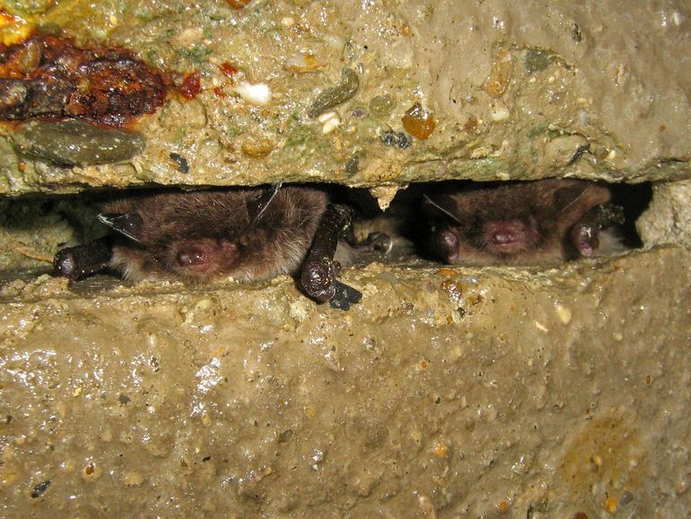 Twee in een spleet overwinterende watervleermuizen. Uit het onderzoek in Fort van Steendorp blijkt dat veel vleermuizen zich buiten ons zicht verstoppen 