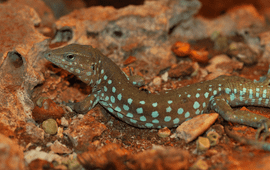 Aruban whiptail lizard (Cnemidophorus arubensis).