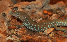 Aruban whiptail lizard (Cnemidophorus arubensis).