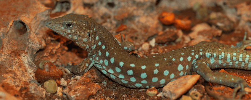 Aruban whiptail lizard (Cnemidophorus arubensis).