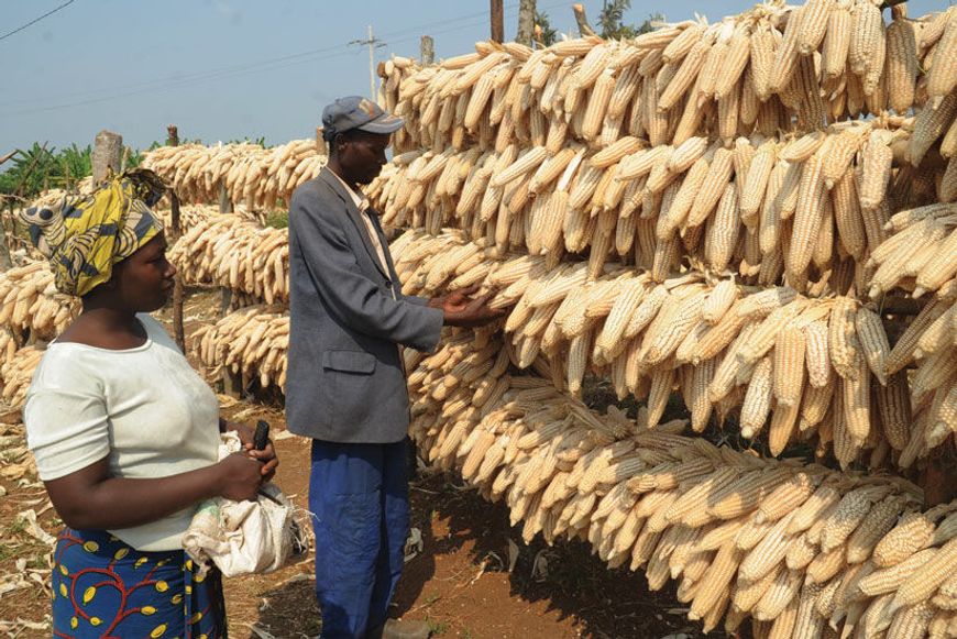 Maize production in Rwanda