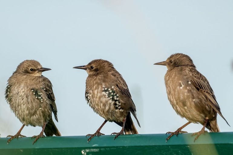 Jonge spreeuwen