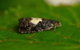 G. Sinnema Lindedwergbladroller