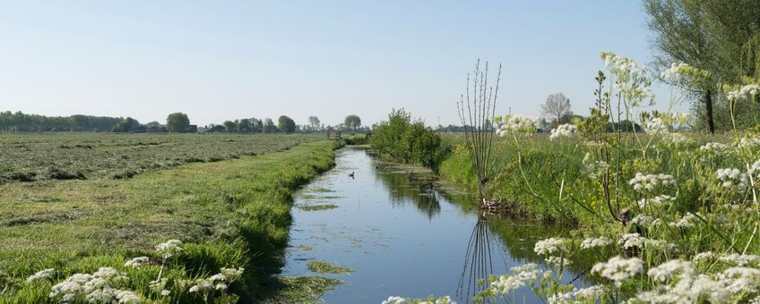 Sloot in agrarisch landschap, Alblasserwaard