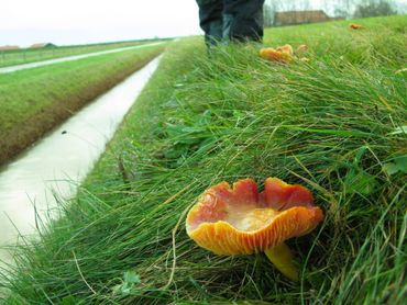 Eén van de groeiplaatsen van de Granaatbloemwasplaat