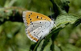 Lycaena dispar. Grote vuurvlinder op waterzuring