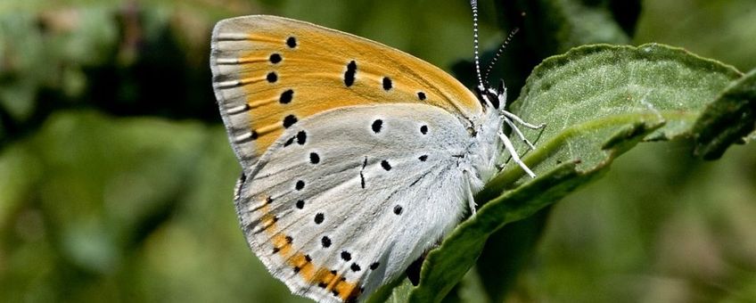 Lycaena dispar. Grote vuurvlinder op waterzuring