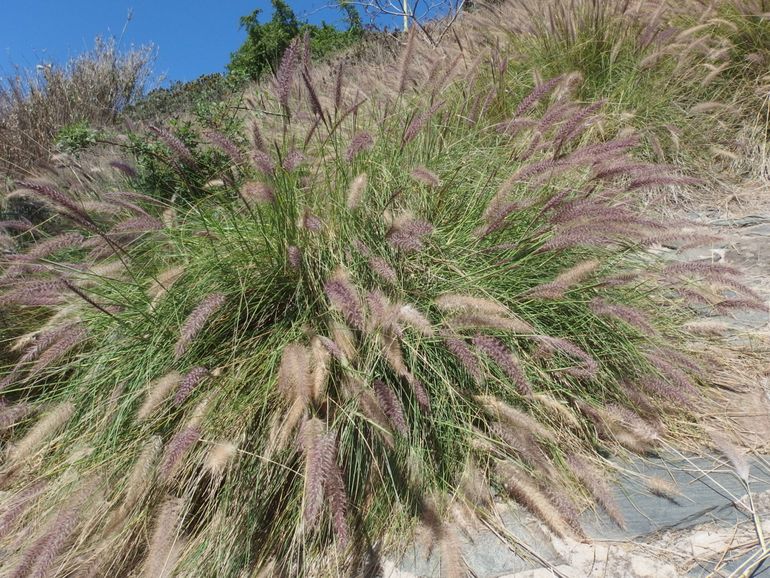 Dichte bestanden van fraai lampenpoetsergras (Pennisetum setaceum) op de Canarische eilanden