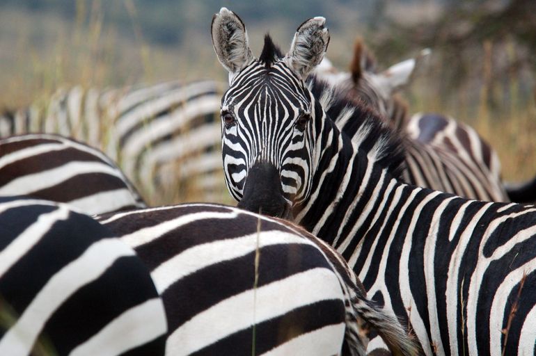 Grévyzebra's in Tsavo East National Park