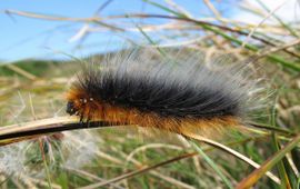 Arctia caja. Grote beer