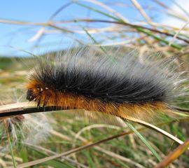 Arctia caja. Grote beer