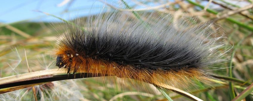 Arctia caja. Grote beer