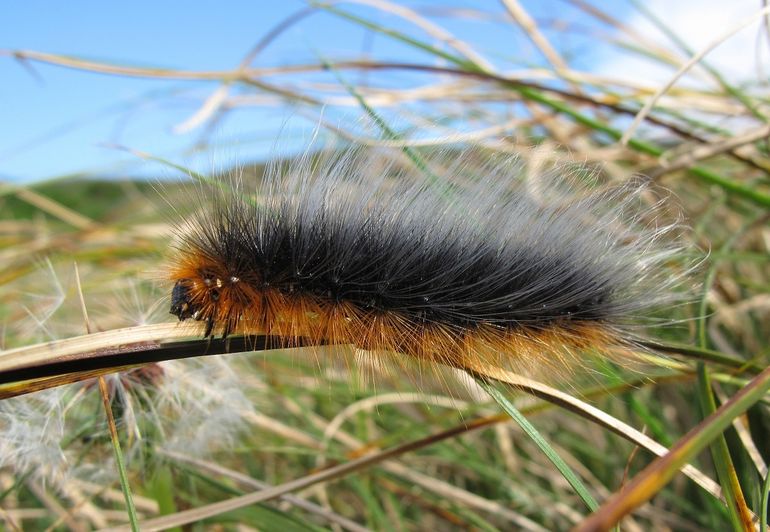 Rups van de grote beer