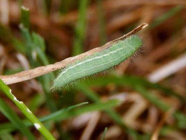 De argusvlinder overwintert als rups