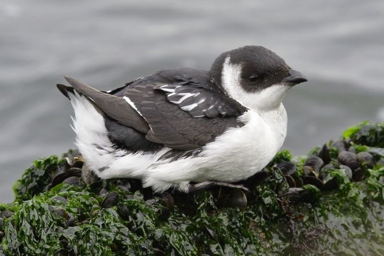 Kleine alk, 28 oktober 2015, IJmuiden