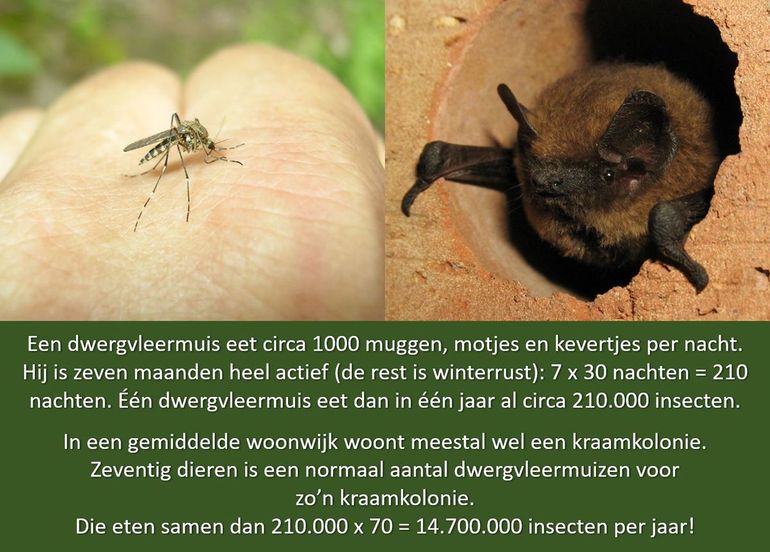 Dwergvleermuizen eten jaarlijks miljoenen insecten, waaronder veel muggen