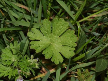 Blad kleine ooievaarsbek