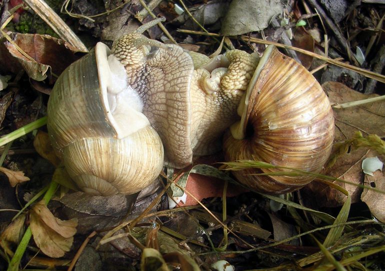 Wijngaardslakken (Helix pomatia). Na een lange lockdown, wat wil je dan als Wijngaardslak, behalve eten? Wat wederzijdse slakkenliefde is nooit weg. Paring van Wijngaardslakken in het voorjaar