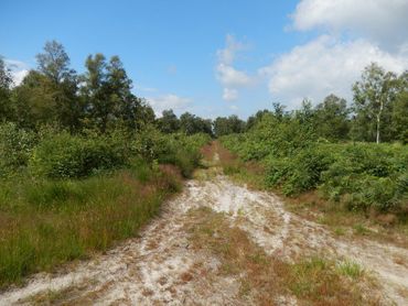 Leefgebied van spiegeldikkopje in de Peel