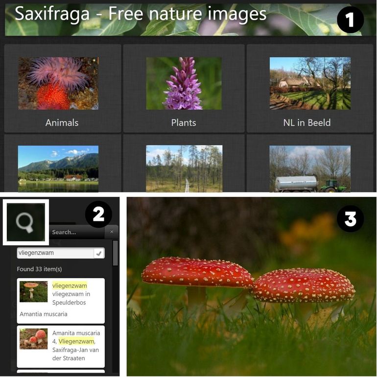 1) Ga naar freenatureimages.eu en kies een rijk of thema. 2) Gebruik het vergrootglas voor een snelle zoekopdracht. 3) Bekijk de afbeeldingen