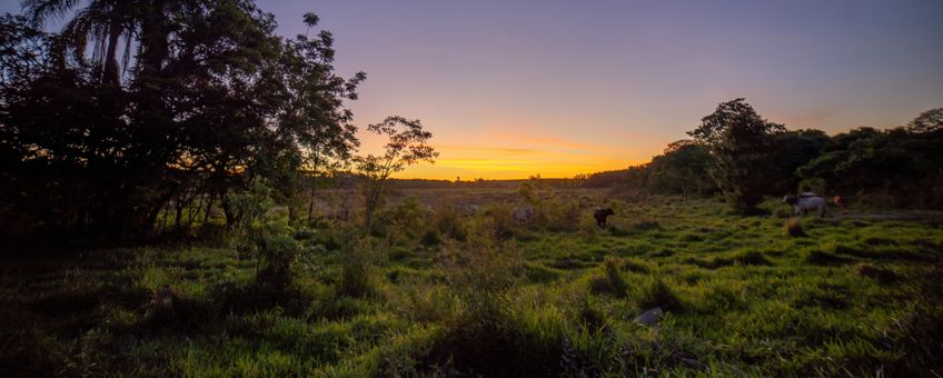 Pasture and young secondary forest Brazil - Anhembi