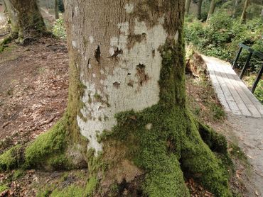 Deze stam van een oude beuk in Paleispark Het Loo is grotendeels wit door beukenwrat