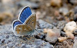 Javier Olivares Nevadaturlooisblauwtje