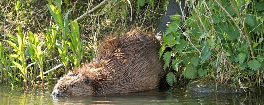 Berkelbever