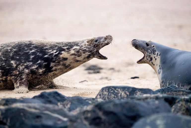 Grijze zeehond