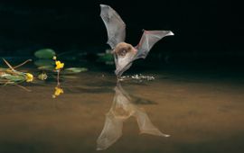 Dietmar Nill (eenmalig gebruik) Myotis daubentonii