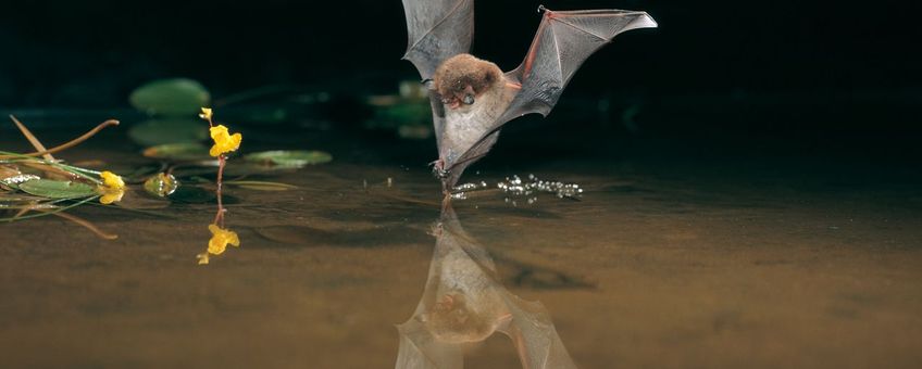 Myotis daubentonii