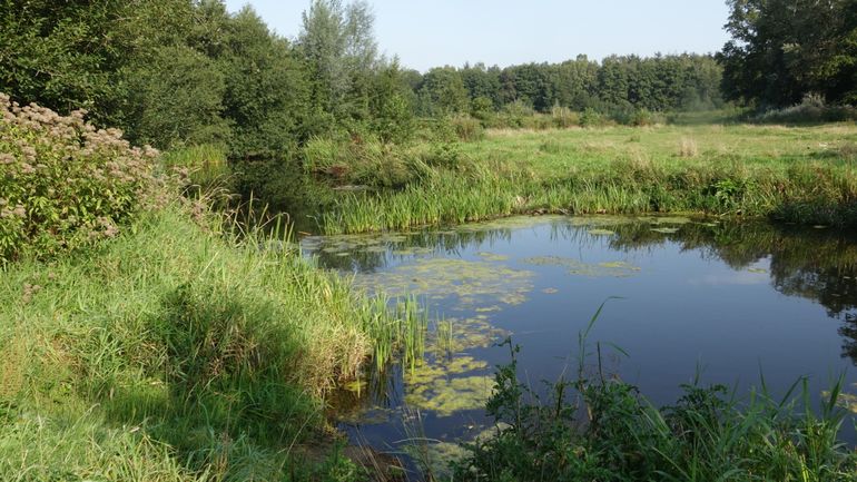 Natuurvriendelijke oevers van de Groenlose Slinge