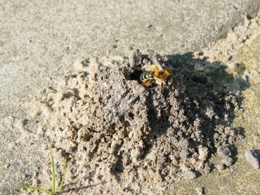 Zandhoopje met pluimvoetbij (Dasypoda hirtipes)