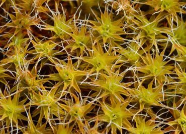 Duinsterretje maakt bruingroene matten vol bladrozetjes