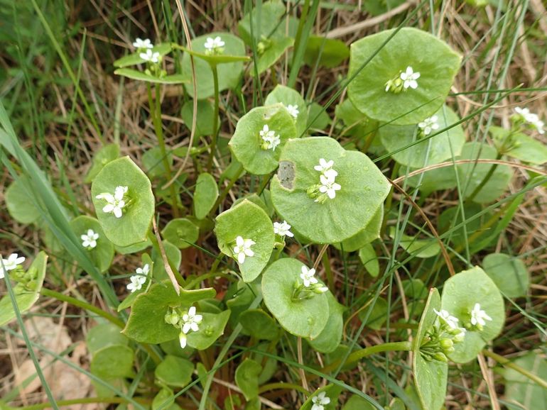 De bloemetjes van de winterpostelein staan op een presenteerblaadje 