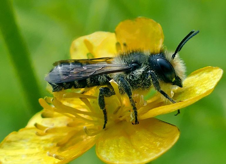 Ranonkelbij op gewone agrimonie (Agrimonia eupatoria)