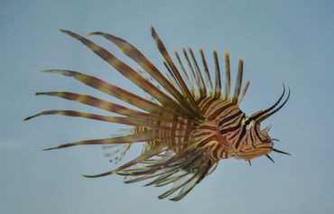 Lionfish