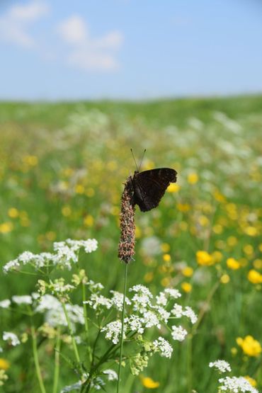 Bermbeheer is een belangrijk instrument om de biodiversiteit te herstellen en insecten, zoals de dagpauwoog, meer leefgebied te bieden