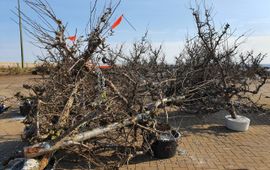 De kunstmatige riffen gemaakt van perenbomen, hier nog op de kade voordat ze werden geplaatst in de Waddenzee