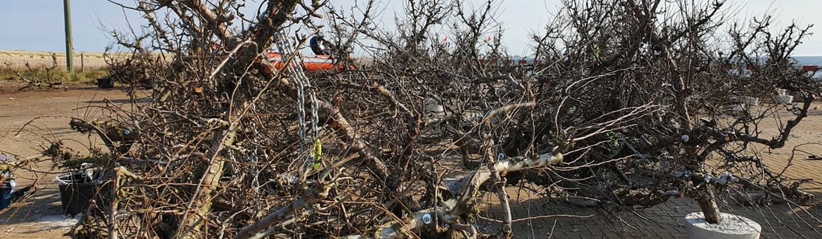 De kunstmatige riffen gemaakt van perenbomen, hier nog op de kade voordat ze werden geplaatst in de Waddenzee
