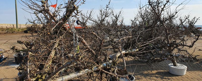 De kunstmatige riffen gemaakt van perenbomen, hier nog op de kade voordat ze werden geplaatst in de Waddenzee