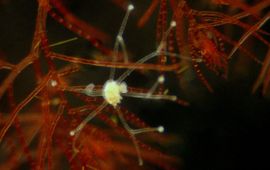 Marianne Ligthart Wandelend kwalletje Eleutheria dichotoma