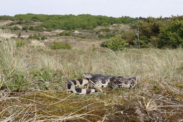 Stierslang in de Zuid-Hollandse duinen