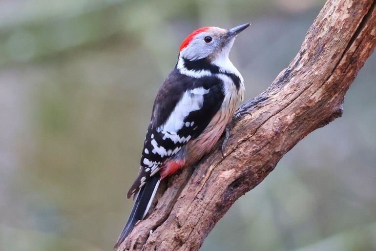 De middelste bonte specht heeft een rood petje en een open gezicht