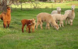 Groep alpaca's.
Foto: Viridae, GFD-licentie