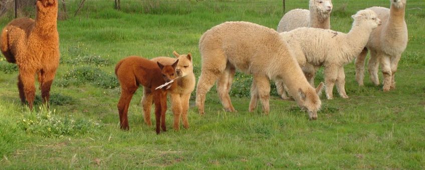 Groep alpaca's.
Foto: Viridae, GFD-licentie