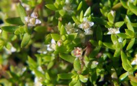 Crassula helmsii