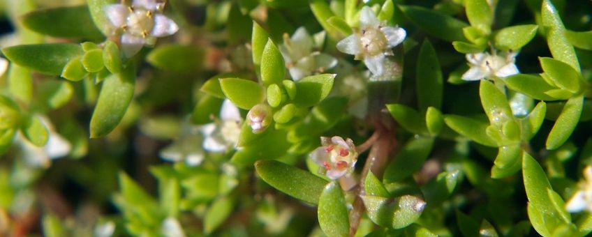 Crassula helmsii